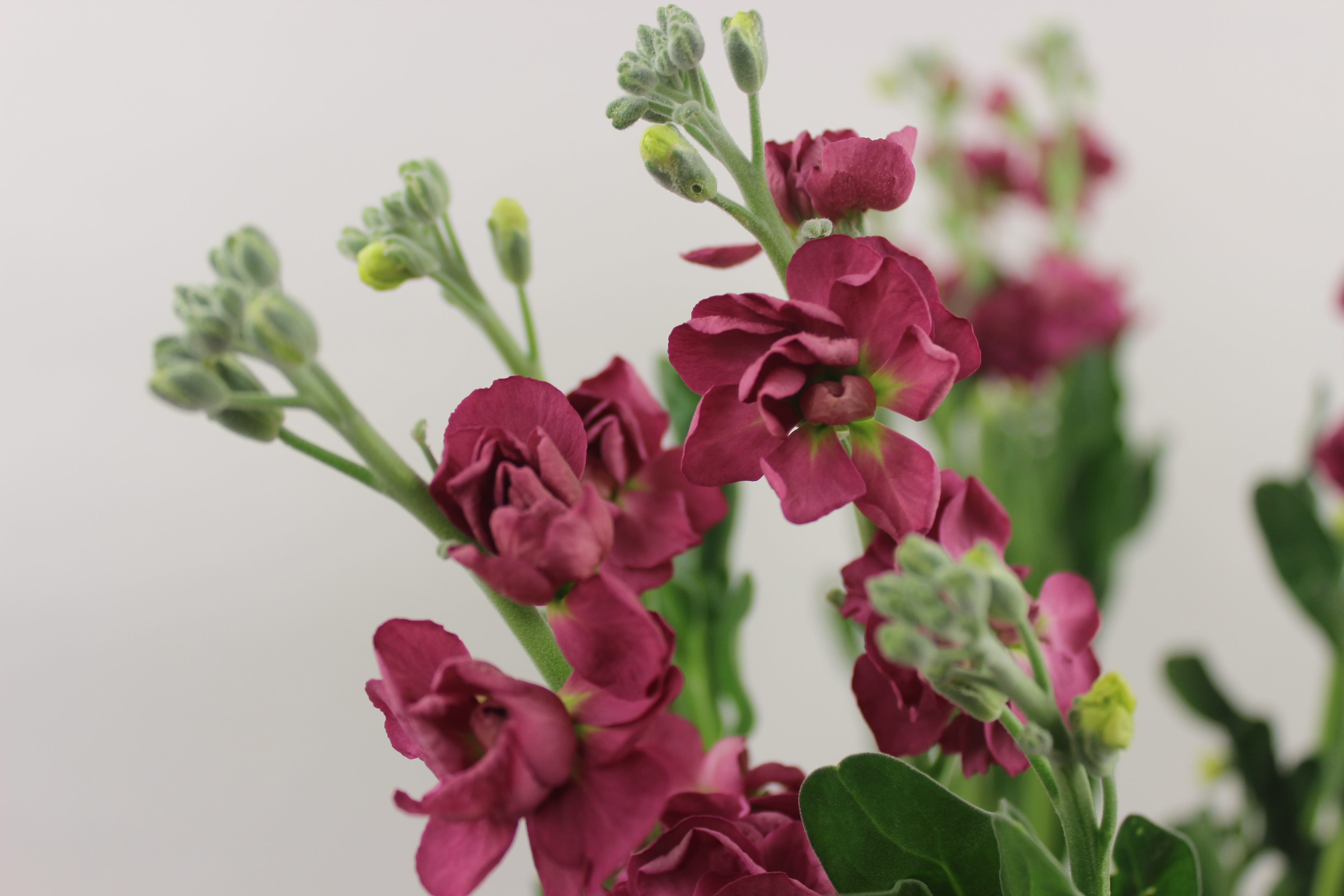 スプレーストック シャンテブラウン | FLORE21